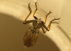 Neomochtherus geniculatus