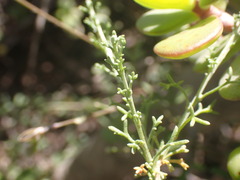 Pentzia incana