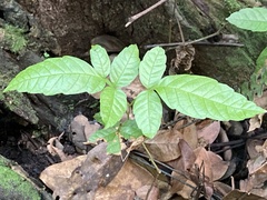 Paullinia pinnata