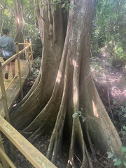 Pterocarpus officinalis