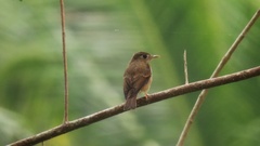 Muscicapa muttui