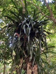 Billbergia pyramidalis