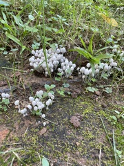Coprinellus disseminatus