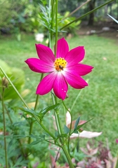 Cosmos caudatus