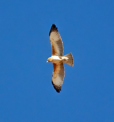 Hieraaetus morphnoides