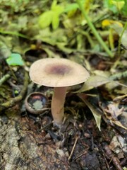 Lactarius quietus incanus