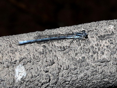 Pseudagrion furcigerum