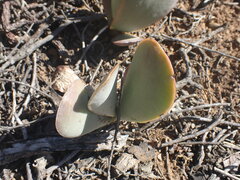 Adromischus sphenophyllus