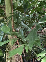 Caryota mitis