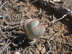 Adromischus sphenophyllus