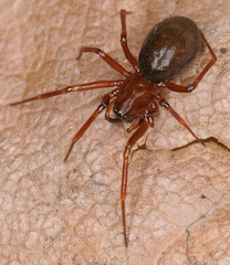 Macrargus carpenteri