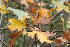 Quercus kelloggii