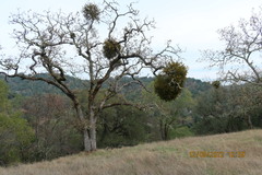Phoradendron villosum