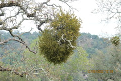 Phoradendron villosum