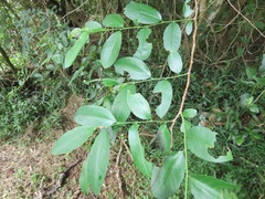 Monanthotaxis caffra