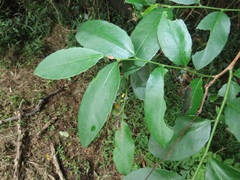 Monanthotaxis caffra