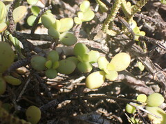 Portulacaria afra