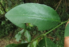 Monanthotaxis caffra