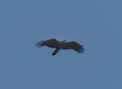 Pernis ptilorhynchus