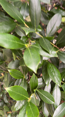 Ficus microcarpa