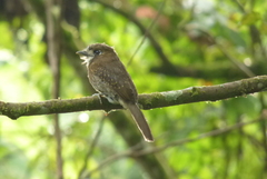 Malacoptila mystacalis