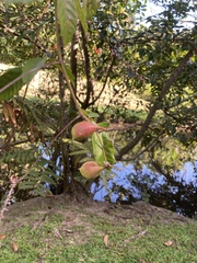 Paullinia pinnata