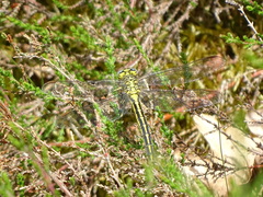 Gomphus pulchellus