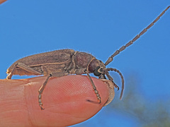Africophanes amicus