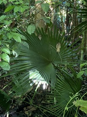 Livistona chinensis