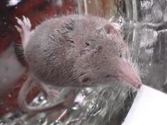 Crocidura suaveolens