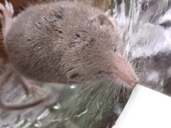Crocidura suaveolens