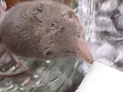 Crocidura suaveolens