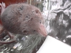 Crocidura suaveolens