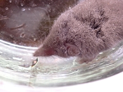 Crocidura suaveolens