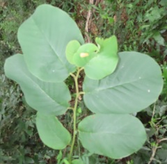 Annona senegalensis