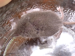 Crocidura suaveolens