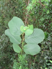 Annona senegalensis