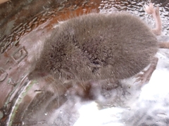 Crocidura suaveolens