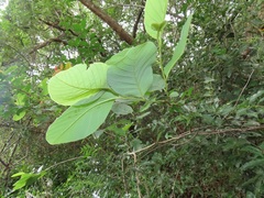 Annona senegalensis