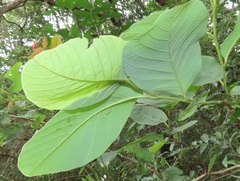 Annona senegalensis