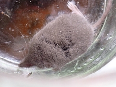 Crocidura suaveolens