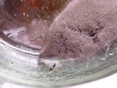 Crocidura suaveolens