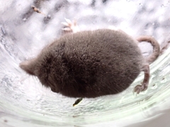 Crocidura suaveolens