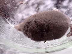 Crocidura suaveolens