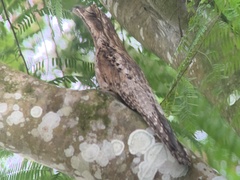 Nyctibius griseus