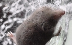 Crocidura suaveolens