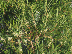 Metrosideros angustifolia