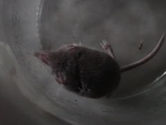 Crocidura suaveolens