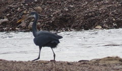 Egretta gularis