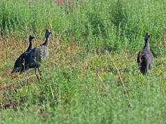 Numida meleagris coronatus